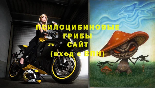 прущие грибы Елабуга