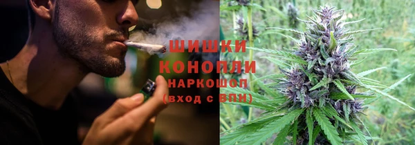 прущие грибы Елабуга